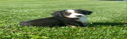 Bernese Mountain Dog dogs for sale: JJ - Ad 9