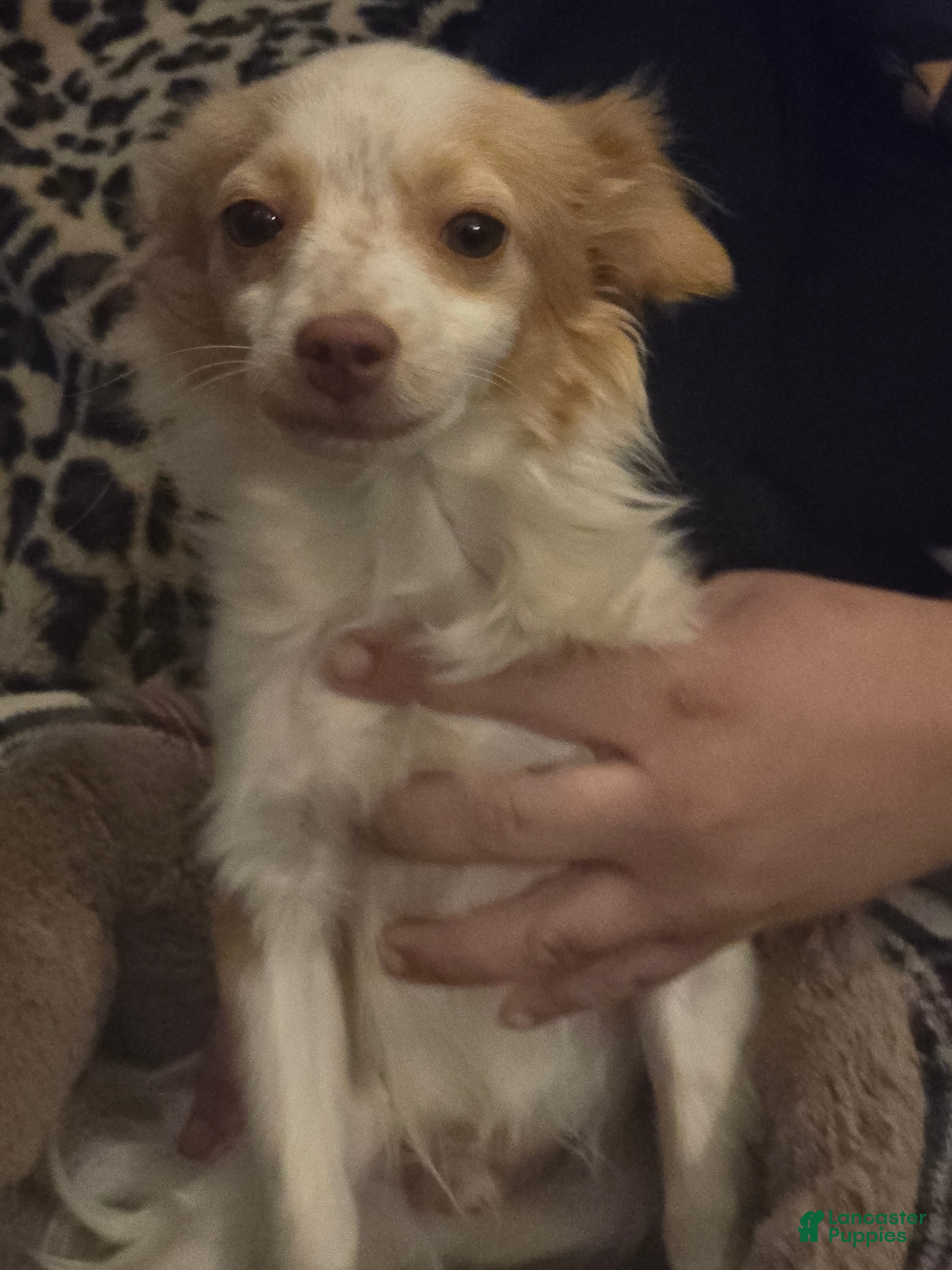 Chihuahua dogs Chihuahua Puppy 1 - Ad 17