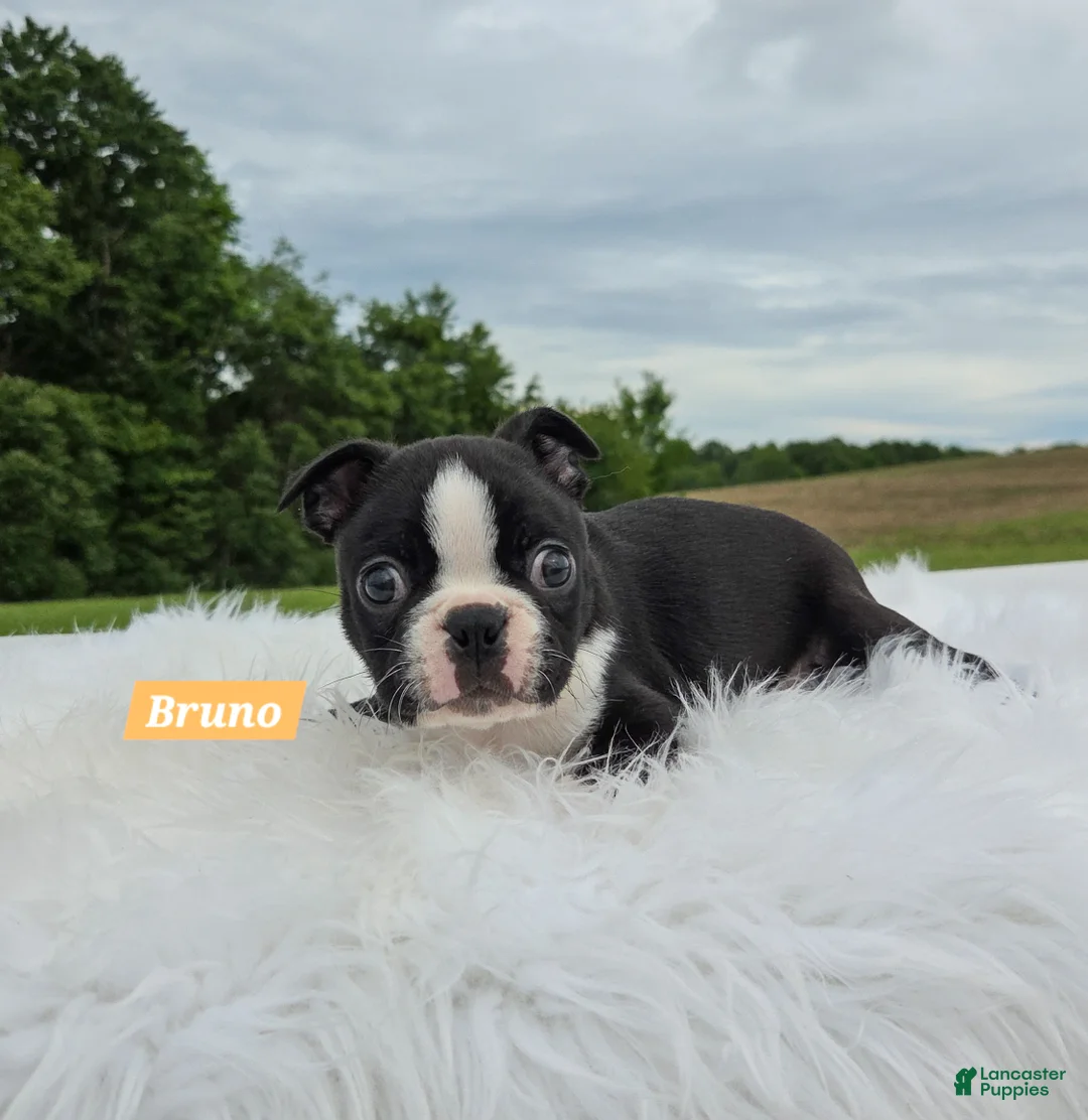Boston Terrier dogs for sale: Bruno - Ad 5