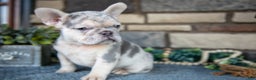 French Bulldog dogs for sale: Rosalie - Ad 2