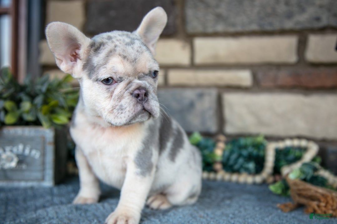 French Bulldog dogs for sale: Rosalie - Ad 2
