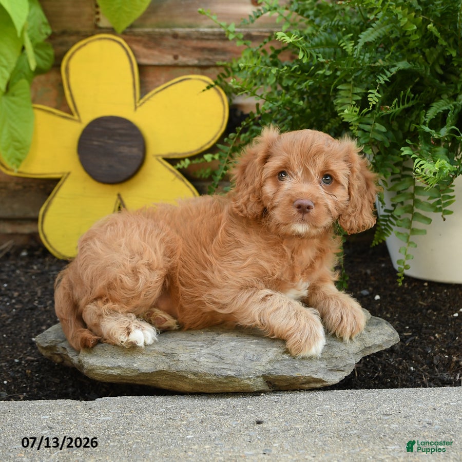 Cavapoo dogs for sale: Alfie - Ad 2