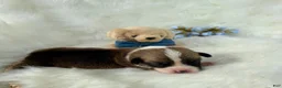 Welsh Corgi Pembroke dogs for sale: Carlo - Ad 5