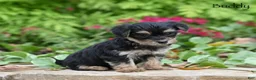 Morkie dogs for sale: Buddy - Ad 3