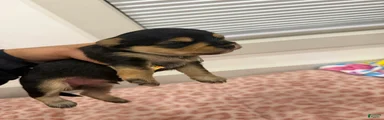 Puppy4 Male