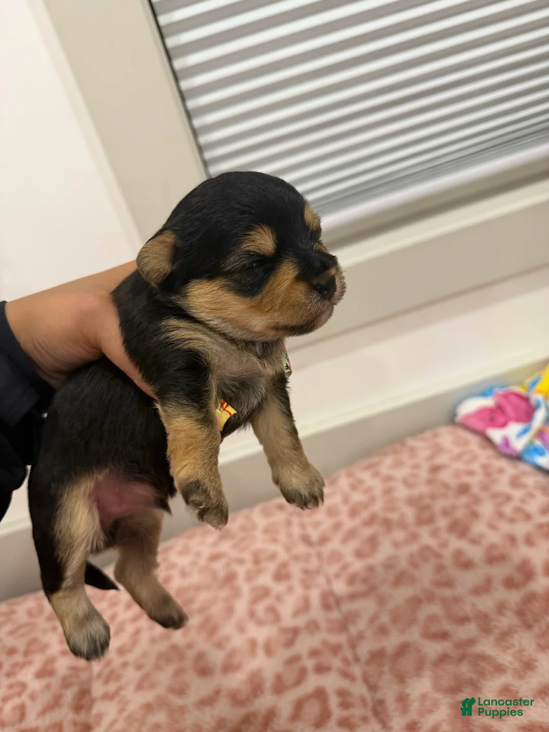 Yorkshire Terrier dogs for sale: Puppy4 Male - Ad 1