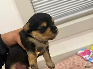 Yorkshire Terrier dogs Puppy4 Male - Ad 6