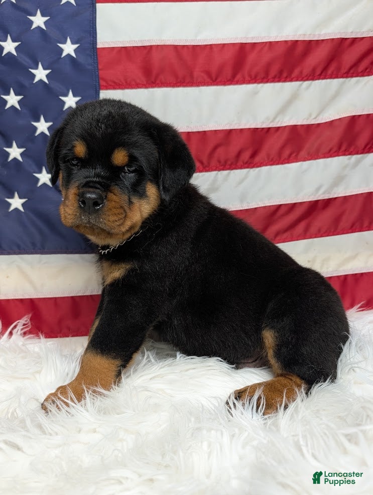 Rottweiler dogs Diesel - Ad 2