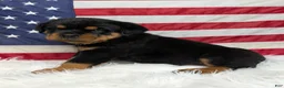 Rottweiler dogs for sale: Diesel - Ad 2