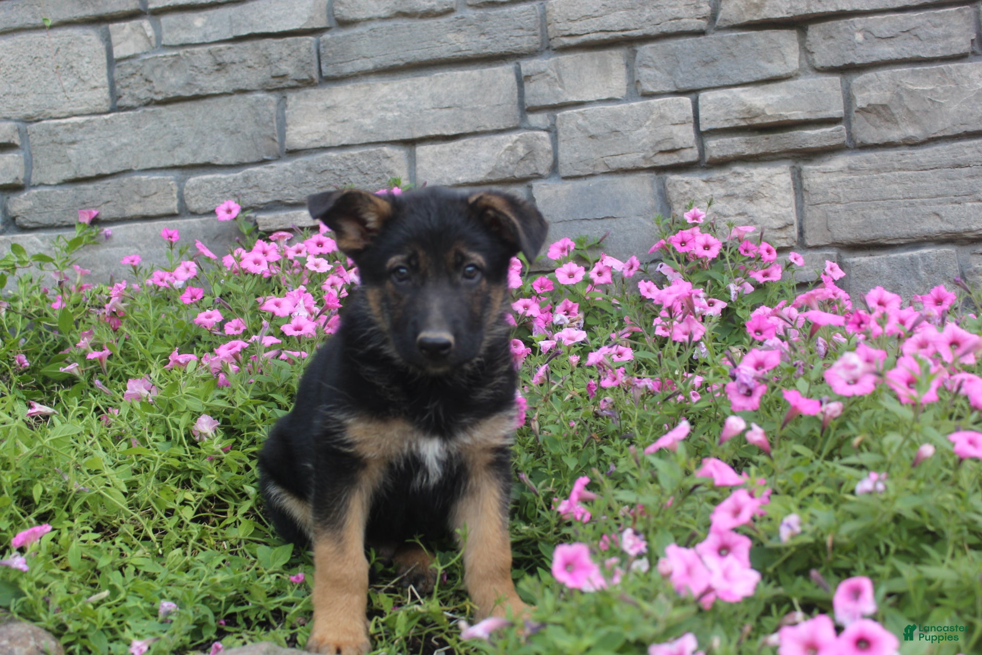 German Shepherd dogs Anson - Ad 1