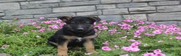 German Shepherd dogs for sale: Anson - Ad 4