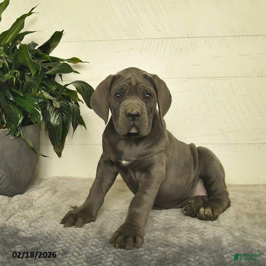 Cane Corso dogs Happy - Ad 2