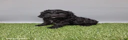 Cockapoo dogs for sale: Casey - Ad 6
