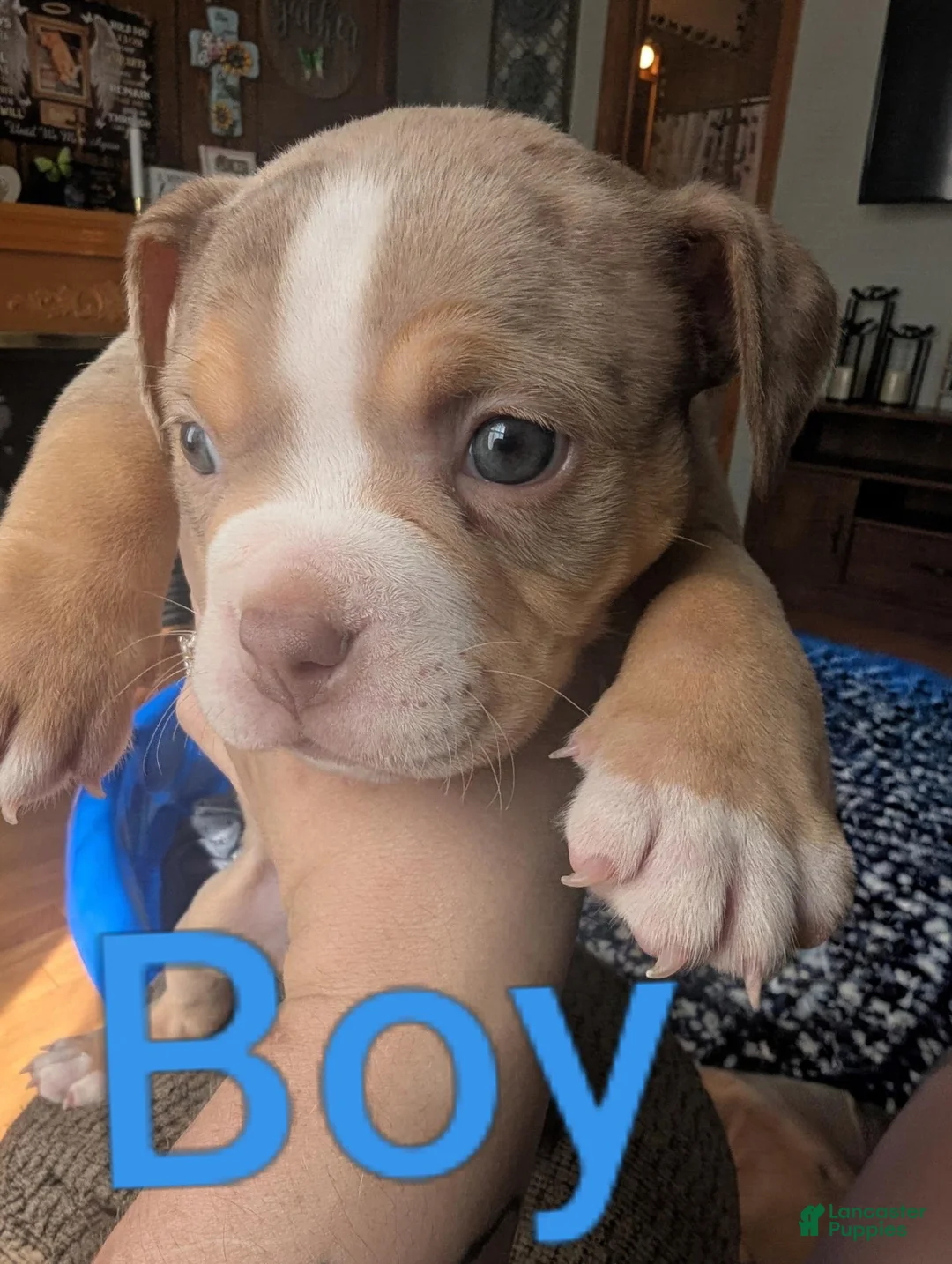 American Bully dogs for sale: American Bully 1 - Ad 2