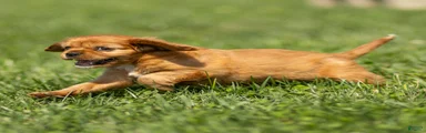 Ford Cavalier King Charles Spaniel 