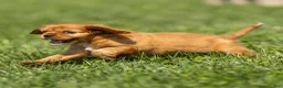 Cavalier King Charles Spaniel dogs for sale: Ford Cavalier King Charles Spaniel  - Ad 1