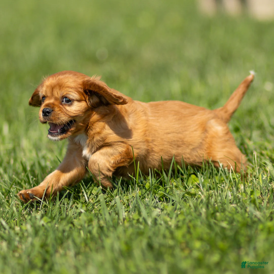 Cavalier King Charles Spaniel dogs for sale: Ford Cavalier King Charles Spaniel  - Ad 1