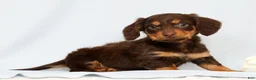 Miniature Dachshund dogs for sale: Freddie - Ad 2
