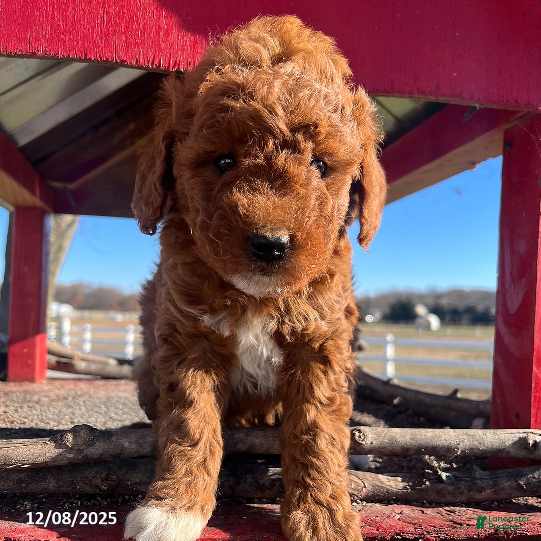 Mini Goldendoodle dogs for sale: Merry - Ad 3