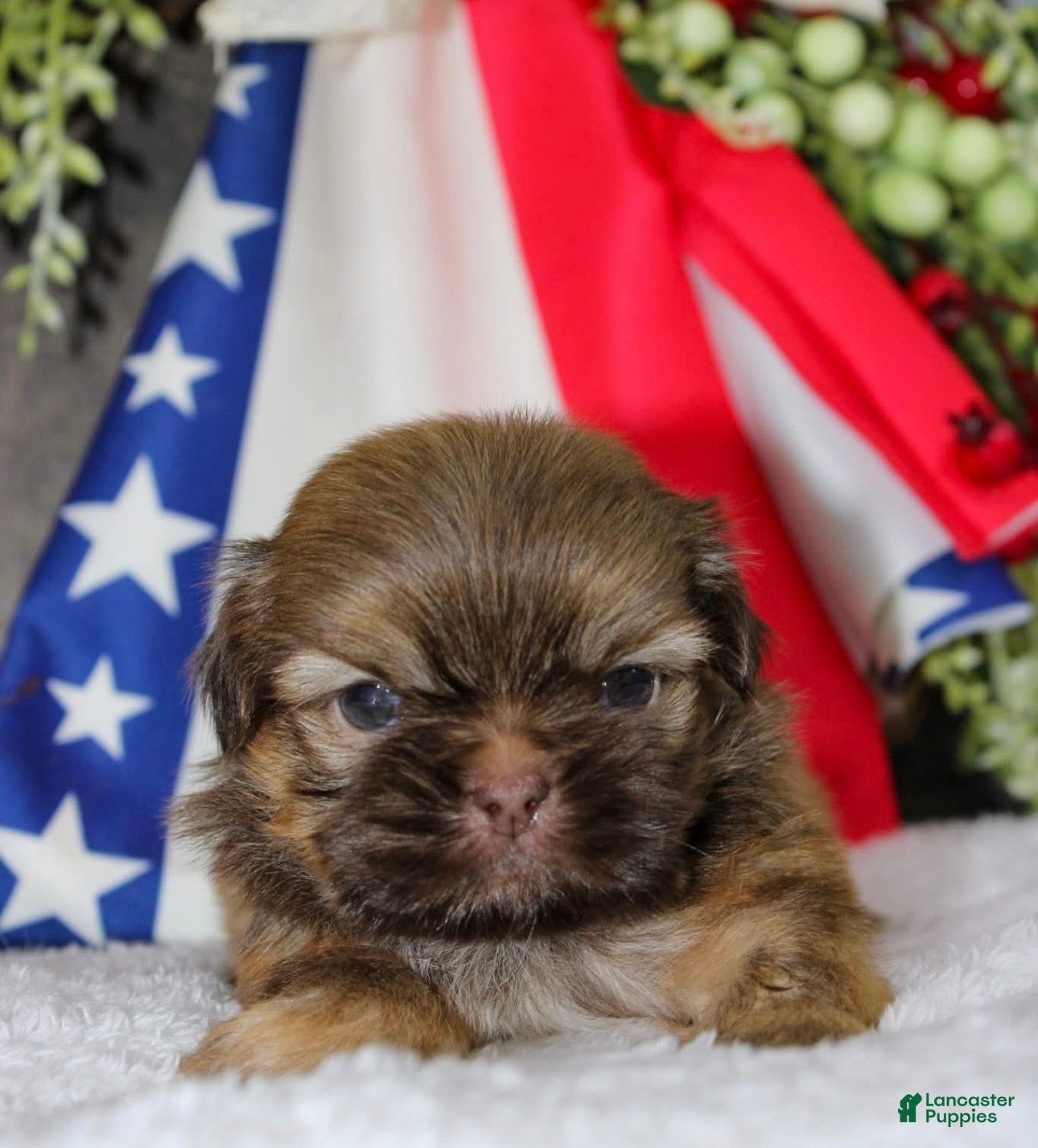 Shih Tzu dogs Bowie - Ad 28