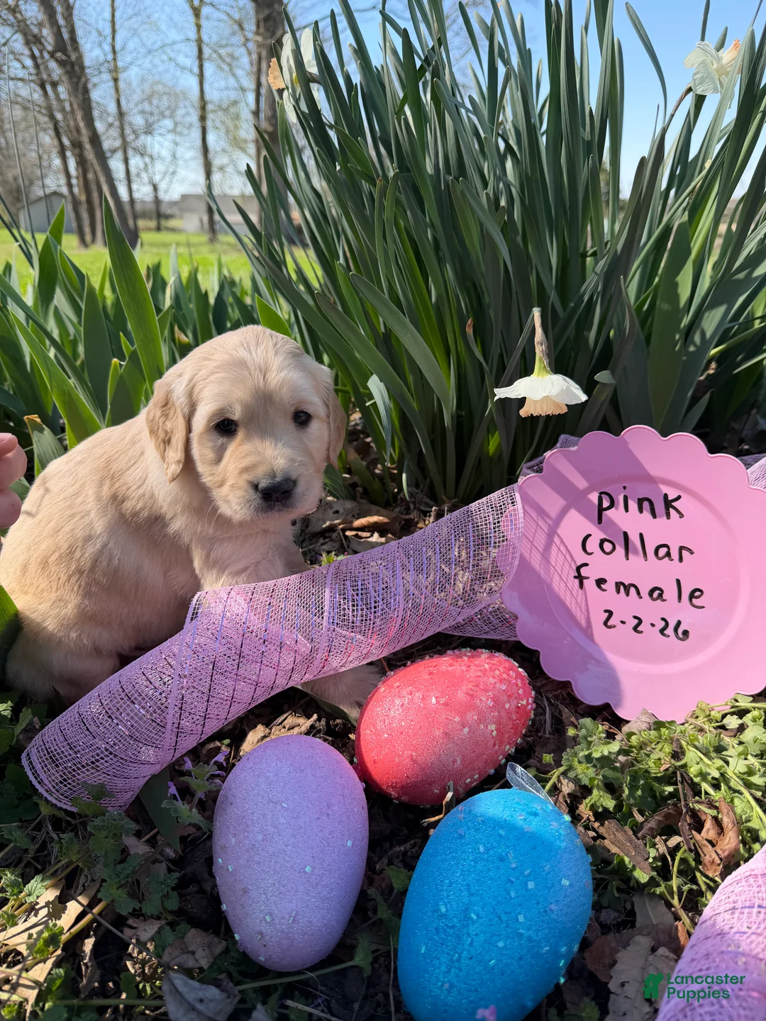 Golden Retriever dogs for sale: Pink Collar - Ad 2