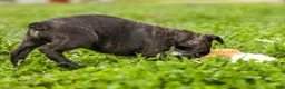 Frenchton dogs for sale: BAILEY - Ad 7