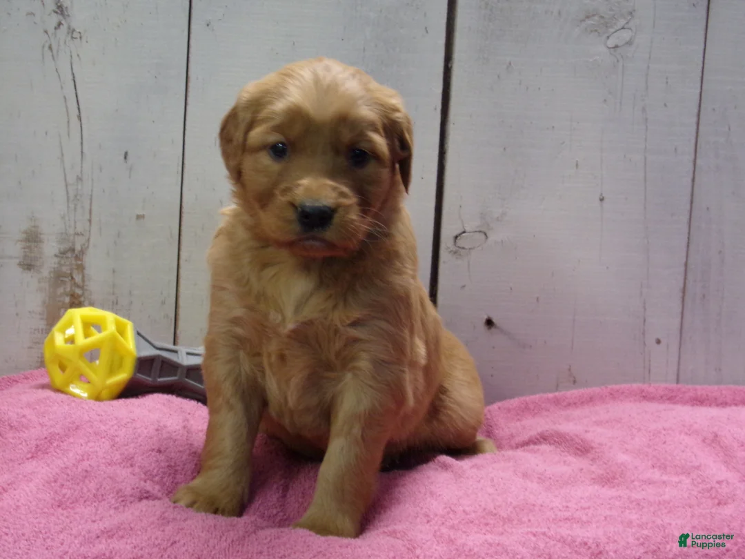 Golden Retriever dogs for sale: Penny - Ad 1
