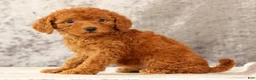 Havapoo dogs for sale: Debbie - Ad 6