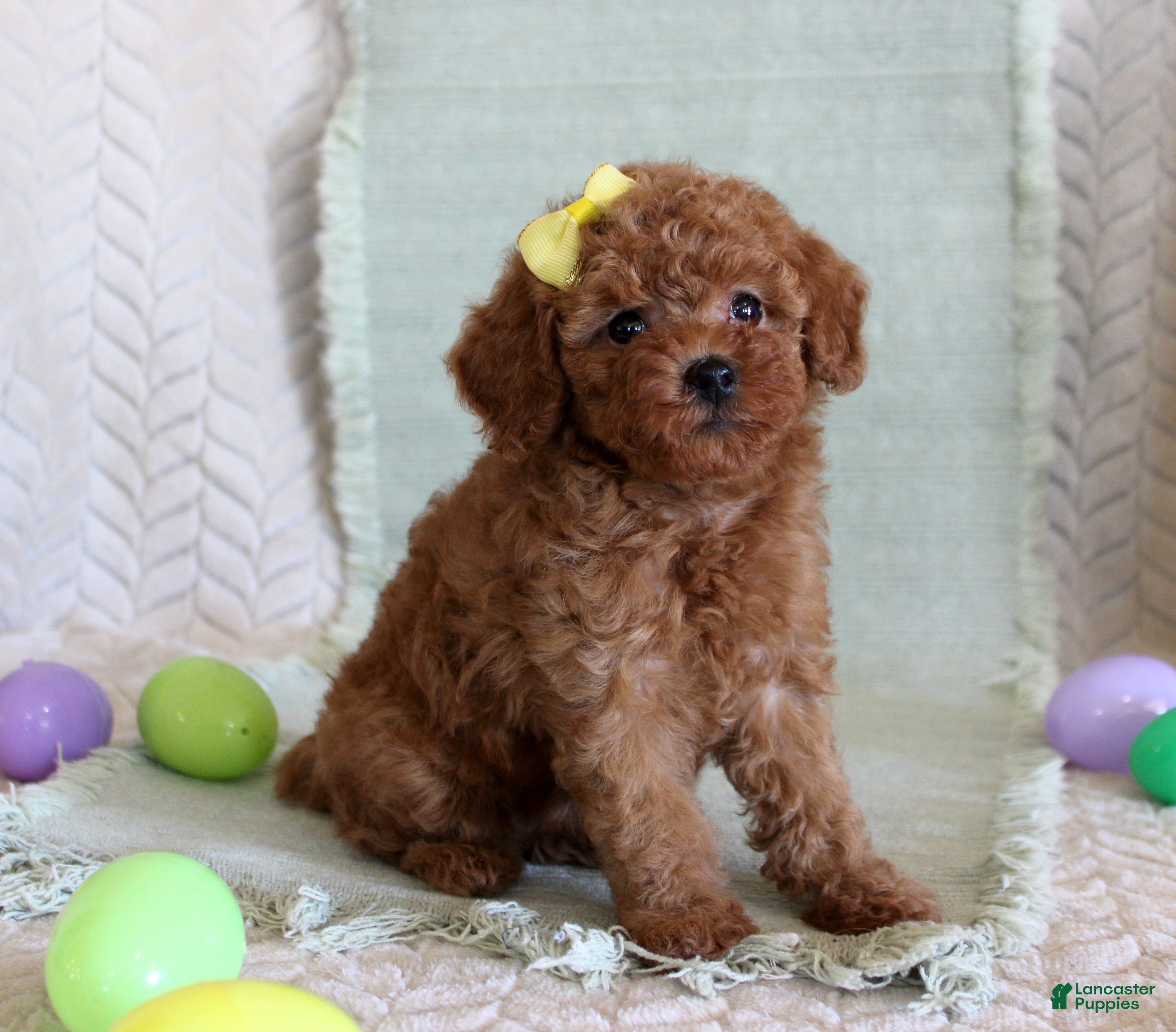 Toy Poodle dogs Hope - Ad 18