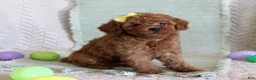 Toy Poodle dogs for sale: Hope - Ad 1