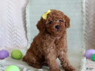 Toy Poodle dogs Hope - Ad 18