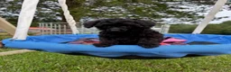 Toy Poodle dogs for sale: Winnie - Ad 1