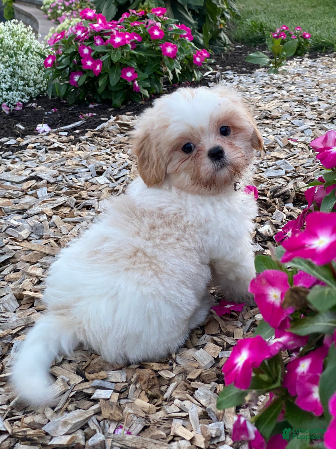Shih Tzu dogs for sale: Shadow - Ad 1