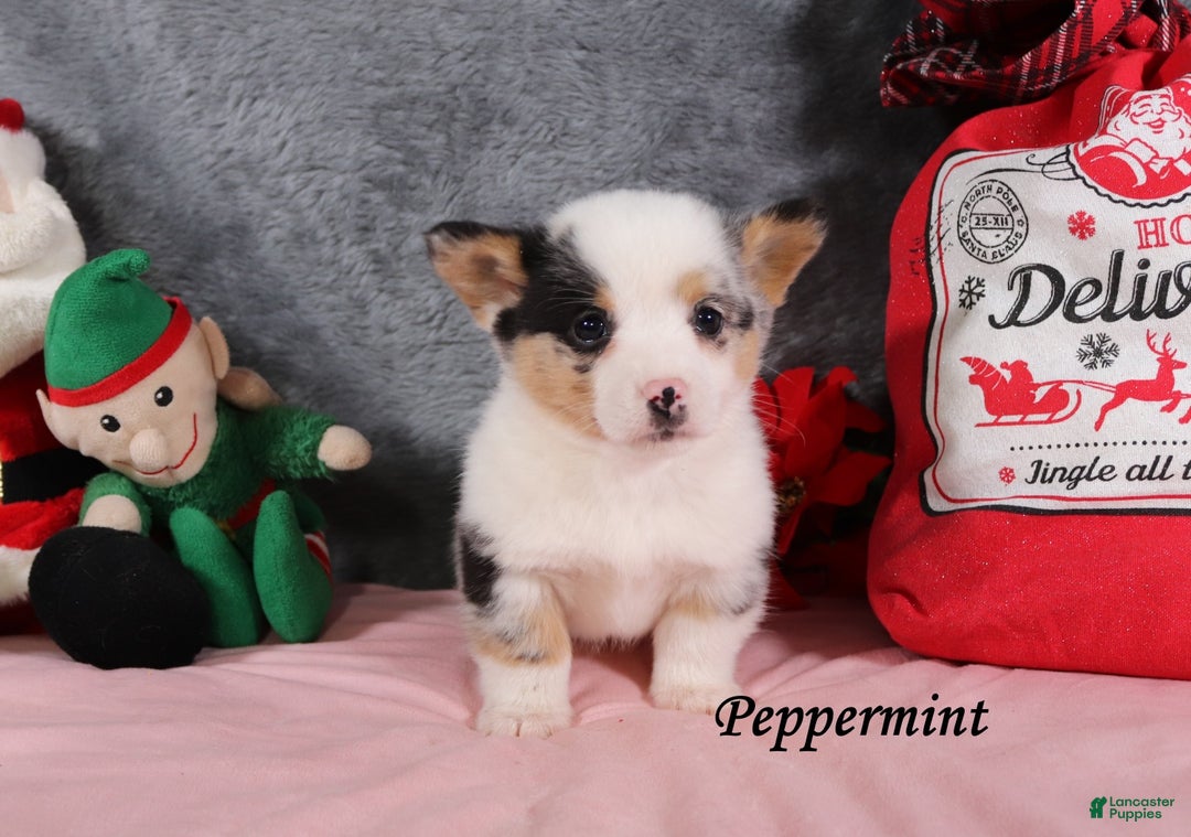 Welsh Corgi Pembroke dogs for sale: Peppermint - Ad 2