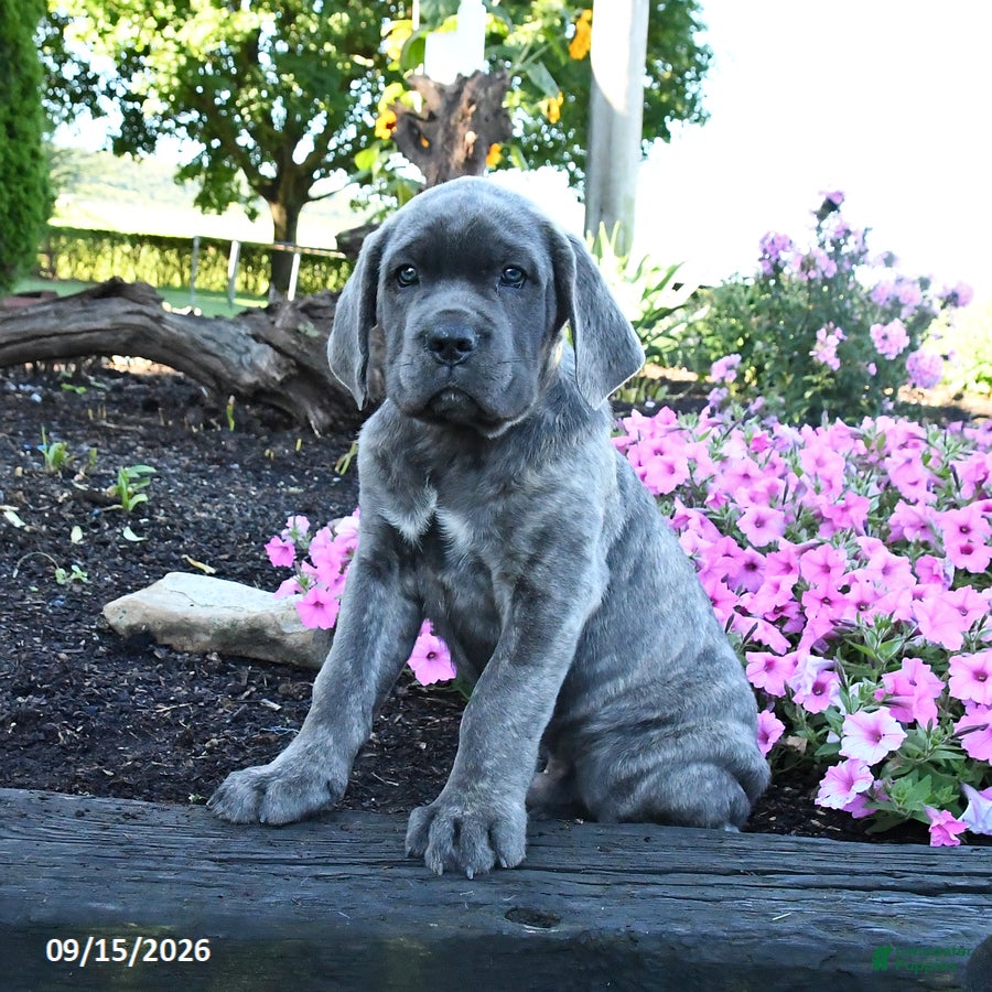 Cane Corso dogs Antler - Ad 1