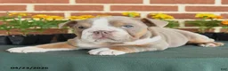 English Bulldog dogs for sale: Erica - Ad 4