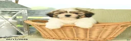 Shih Tzu dogs for sale: Hayden - Ad 3