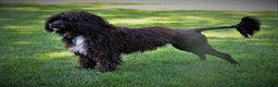 Portuguese Water Dog dogs for sale: Cody - Ad 24