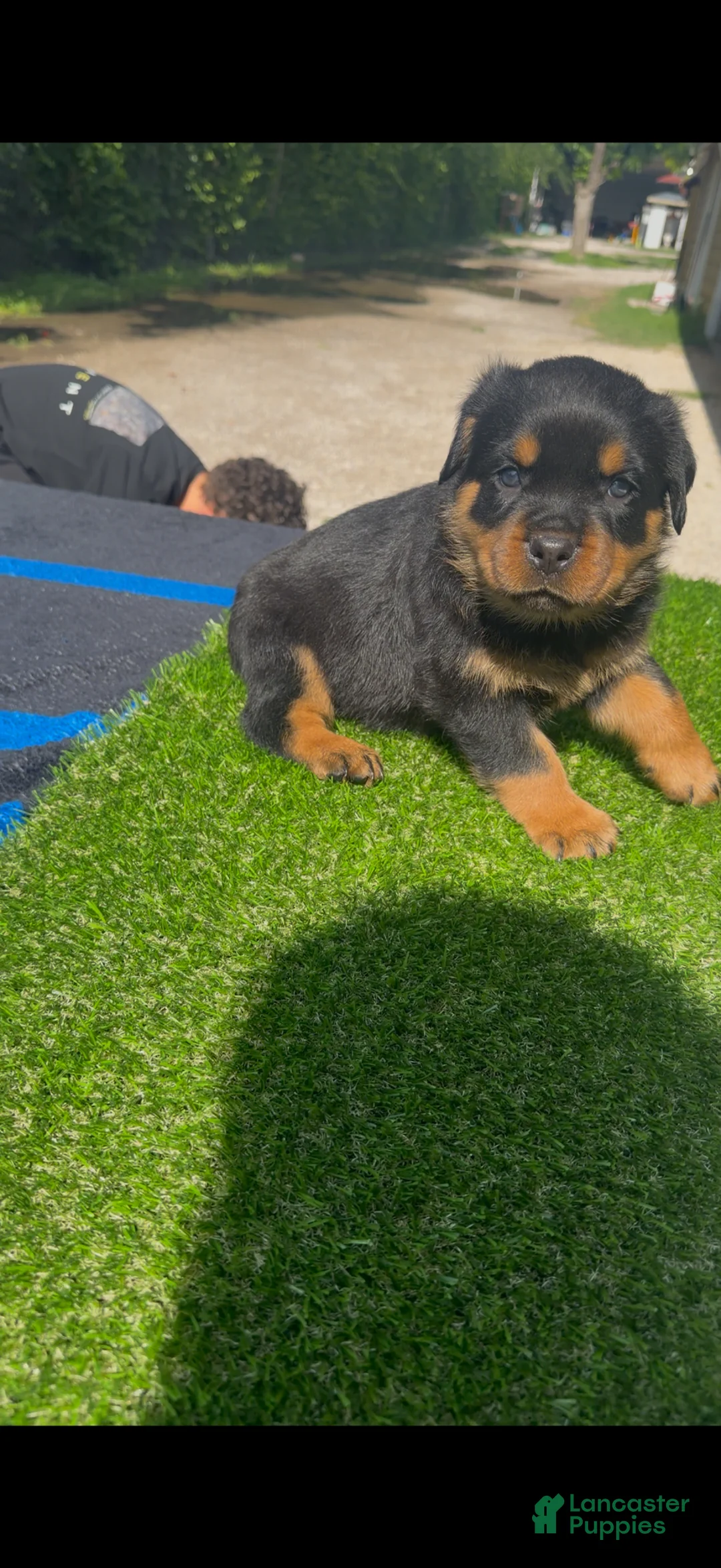Rottweiler dogs for sale: Hulk - Light Blue Collar  - Ad 1