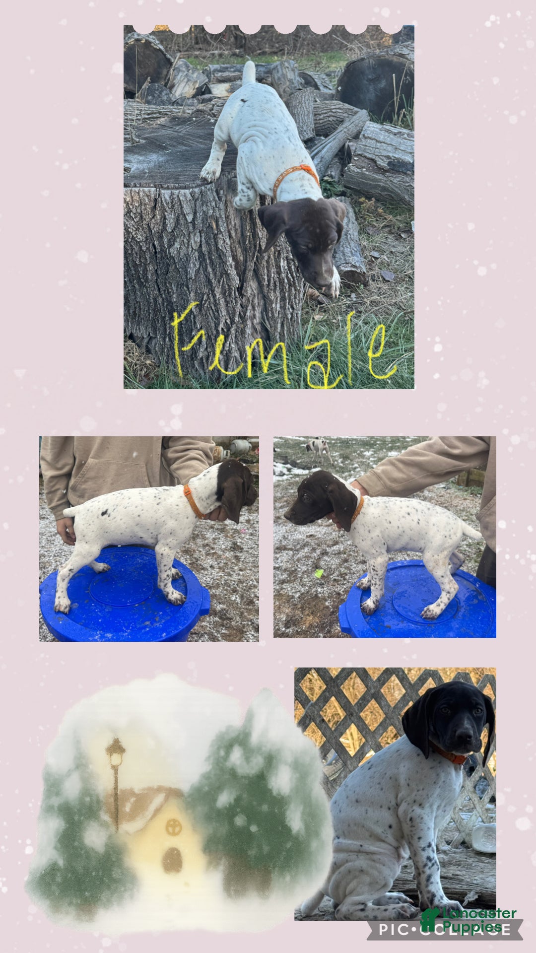 German Shorthaired Pointer dogs German Shorthaired Pointer Puppy 6 - Ad 5