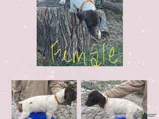 German Shorthaired Pointer dogs German Shorthaired Pointer Puppy 6 - Ad 22