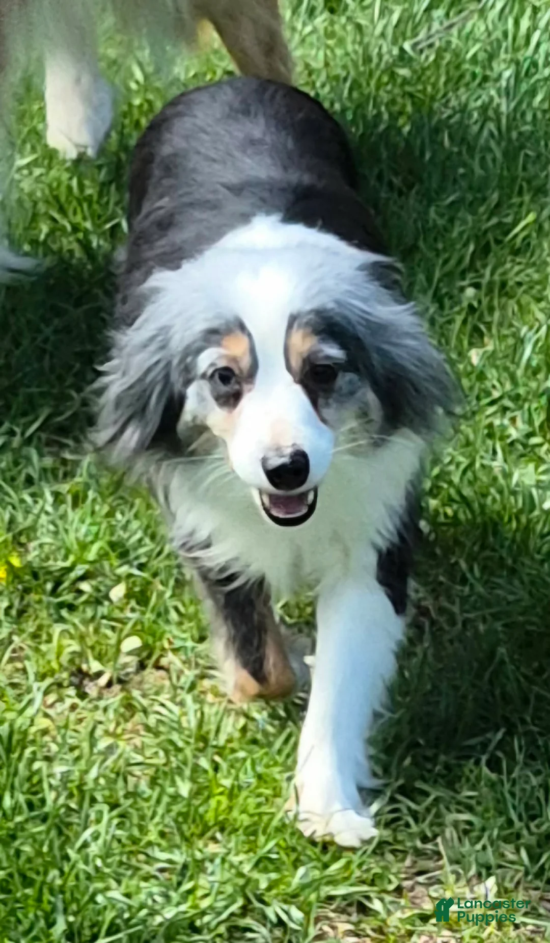 Toy Australian Shepherd dogs for sale: Toy Australian Shepherd 1 - Ad 4