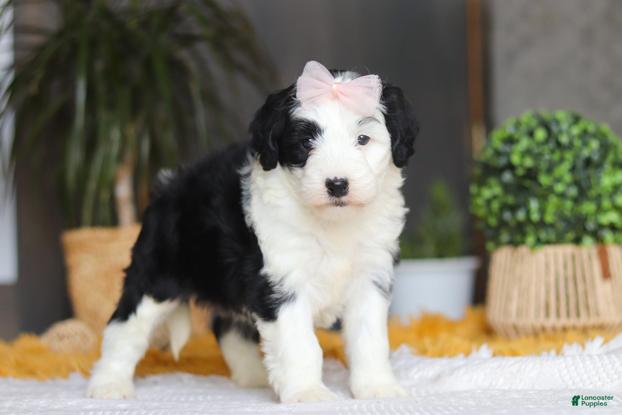 Sheepadoodle dogs Jellybean - Ad 1