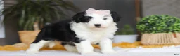 Sheepadoodle dogs for sale: Jellybean - Ad 1