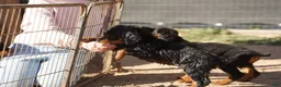 Rottweiler dogs for sale: Rottweiler litter of 5 puppies - Ad 26
