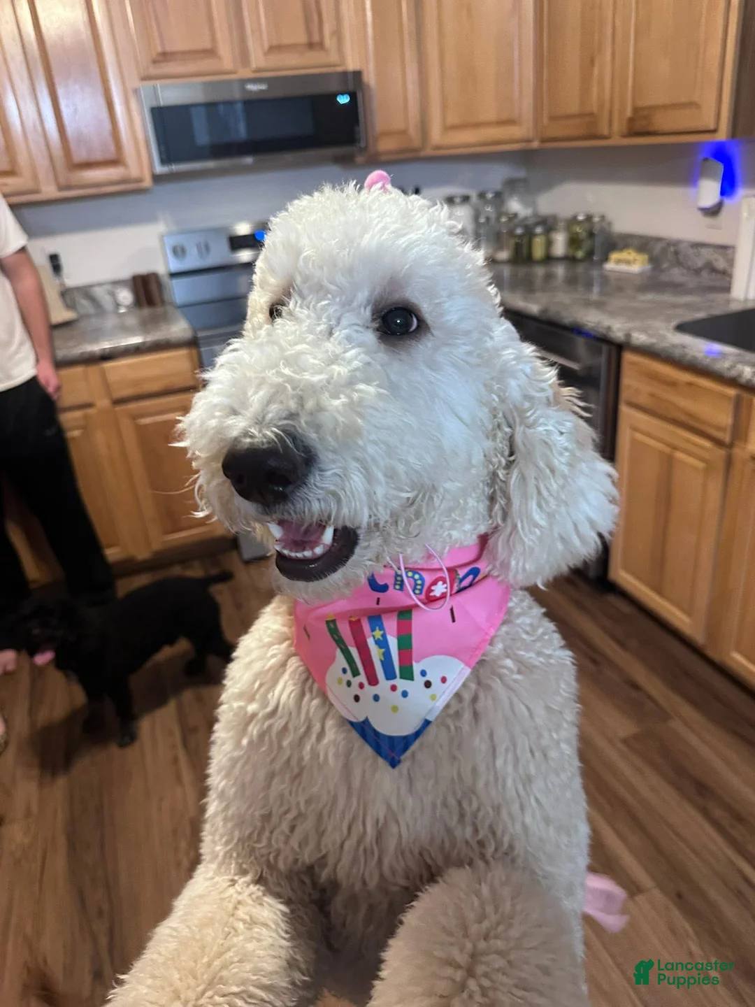 Goldendoodle dogs for sale: Goldendoodle Male - Red - Ad 2