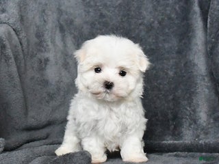 Maltese dogs Snowball - Ad 1