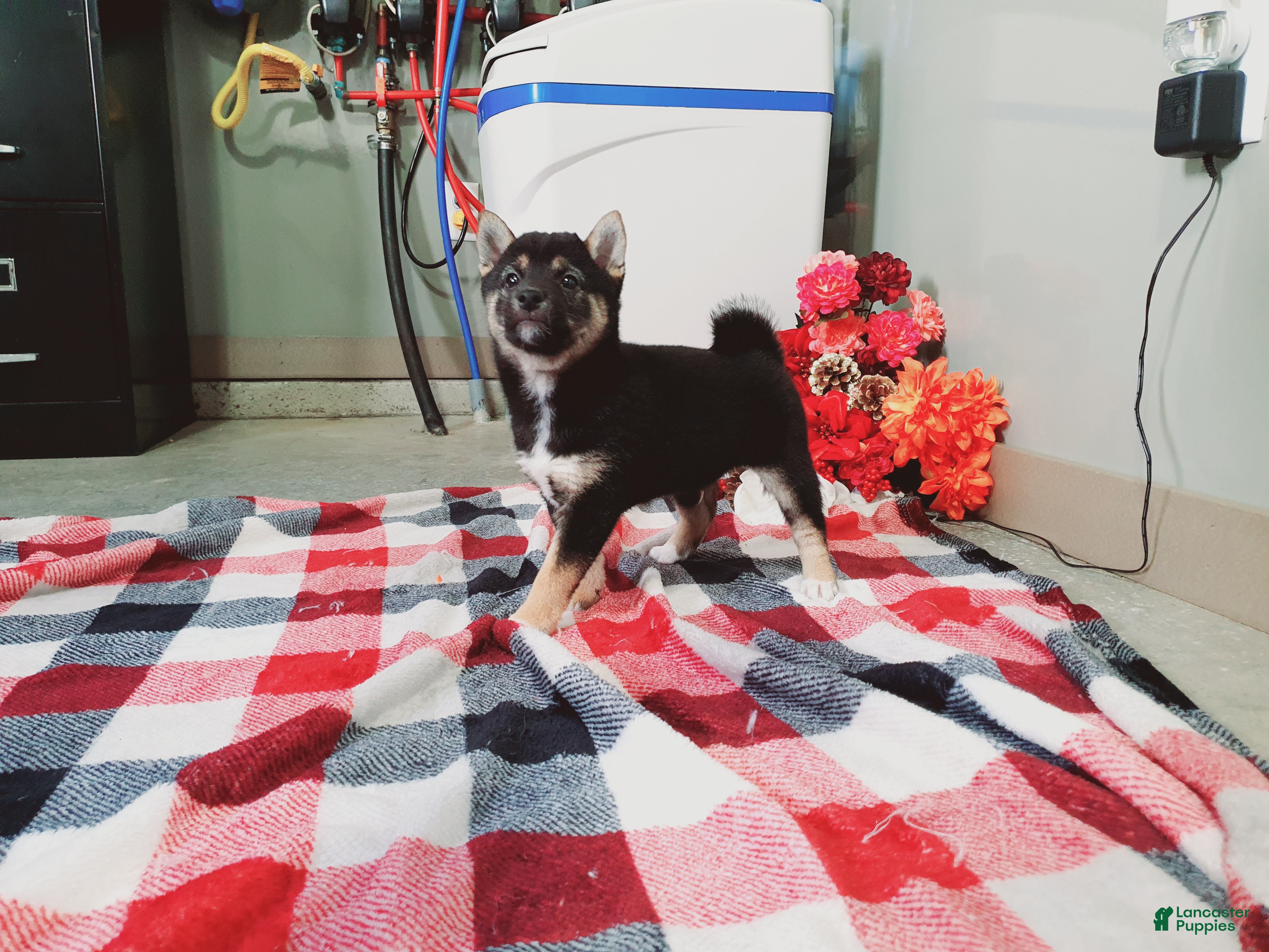 Shiba Inu dogs Buddy  - Ad 30