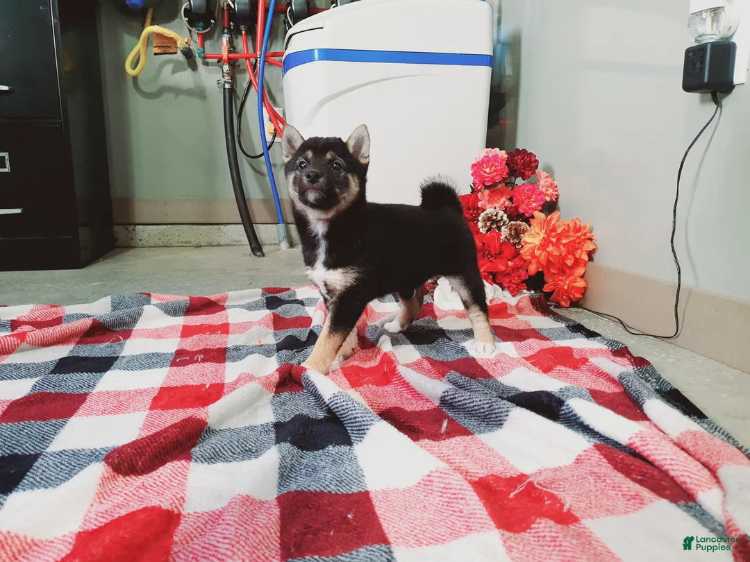 Shiba Inu dogs for sale: Buddy  - Ad 1