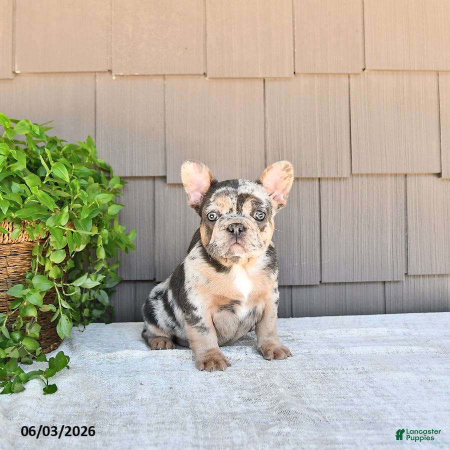 French Bulldog dogs Tilly - Ad 2
